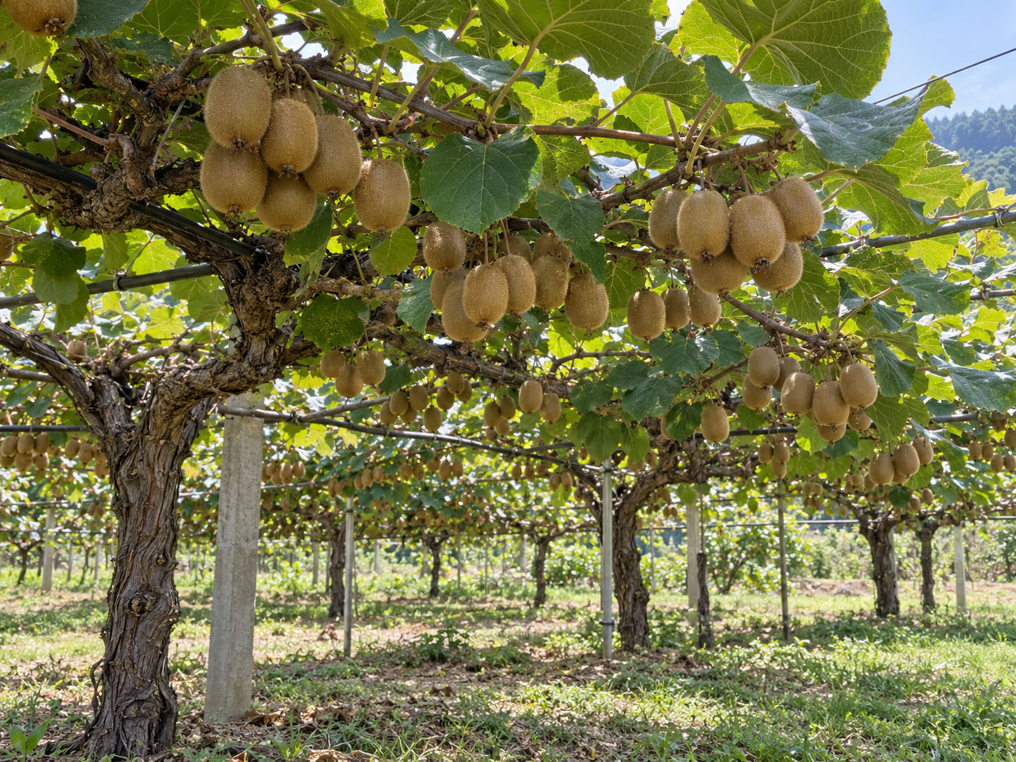 درخت کیوی سبز (Hayward)؛ ویژگی‌ها، شرایط کاشت و پرورش، نگهداری و خواص میوه
